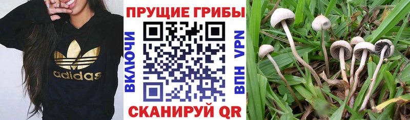 Галлюциногенные грибы прущие грибы  Ефремов 